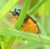 Athalia bicolor